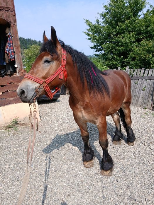 Mânz de vânzare de 2 ani jumate