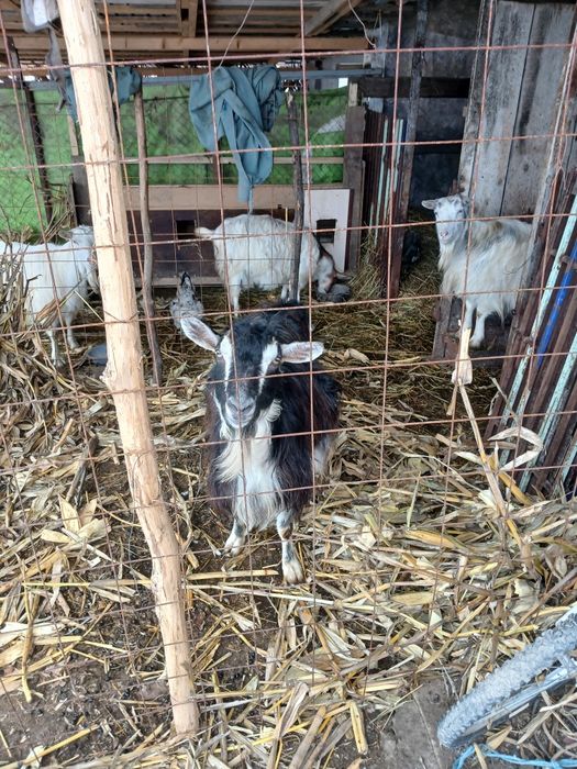 Vind o. capra tinară