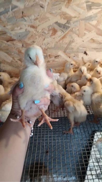 Продавам пиленца Жълто Пиле ДЮК
