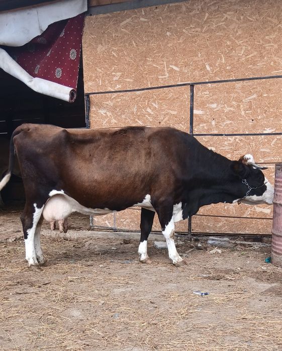 Vand vaca Bălțata romaneasca