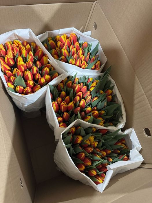 Продажа Тюльпанов Оптом