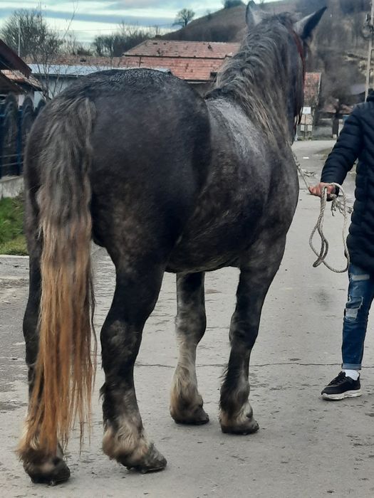 Vând sau schimb un armasar de 4 ani
