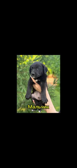 Щенки бесплатно в добрые руки