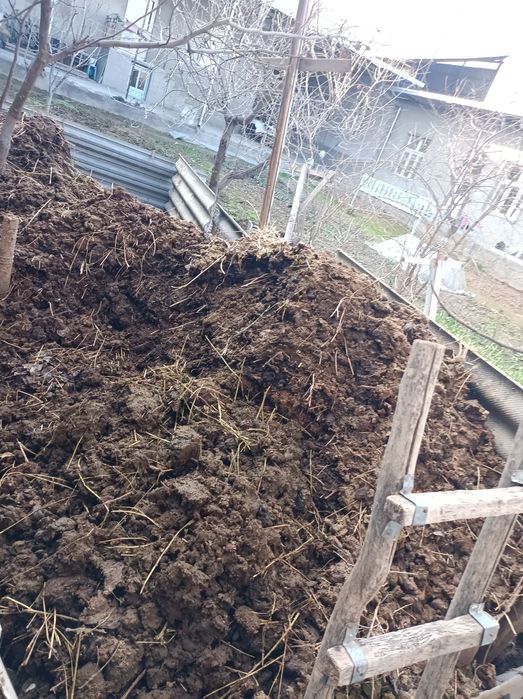 Toza mol go'ngi  chirigan