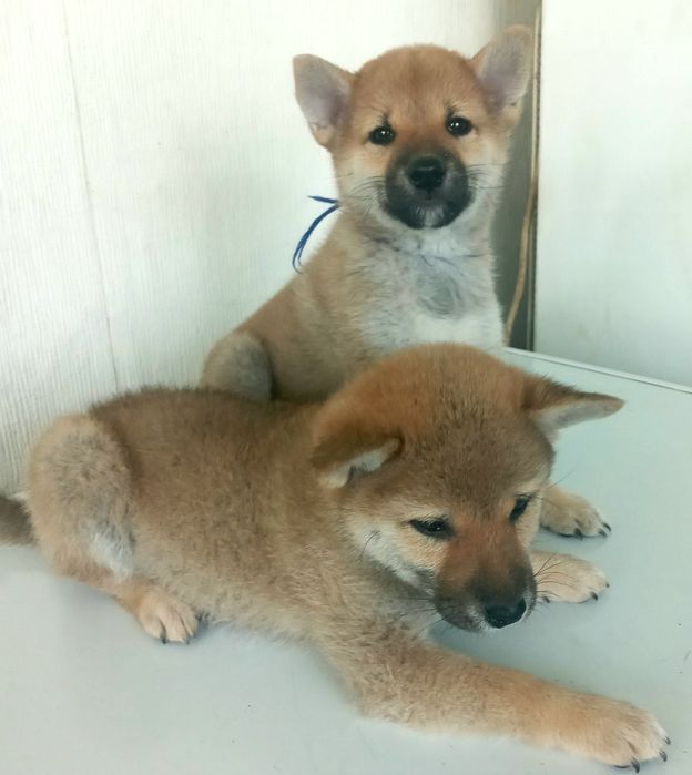 Готовы к продаже щенки сиба ину