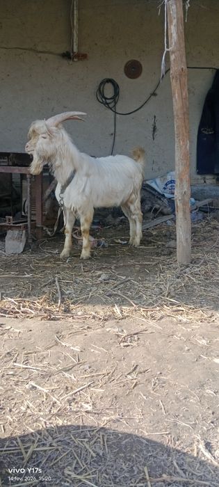 Zanen taka 1 yillik boʻlgan