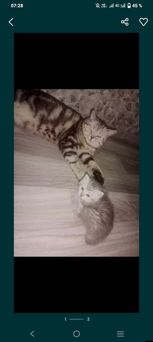 Шотландские котята