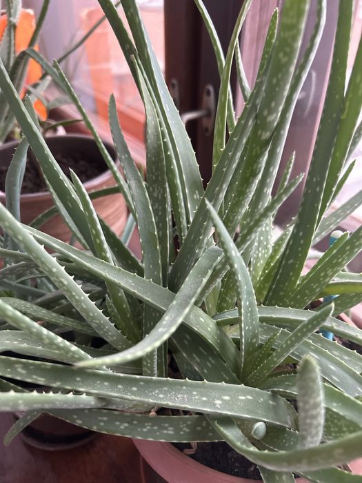 Алое лечебная