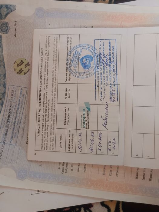 Немецкая овчарка