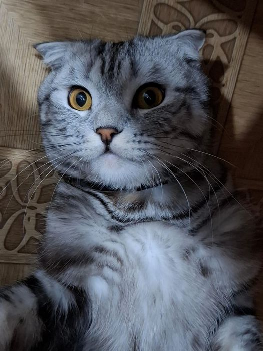 Отдам кота в добрые руки