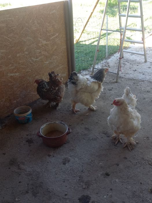 Familie brahma de vânzare