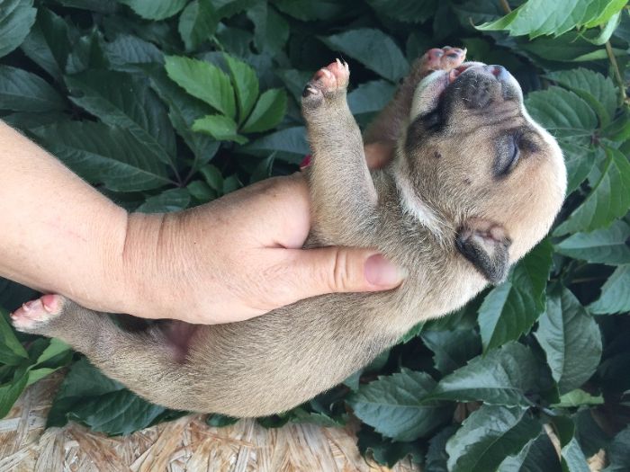 щенки американский булли