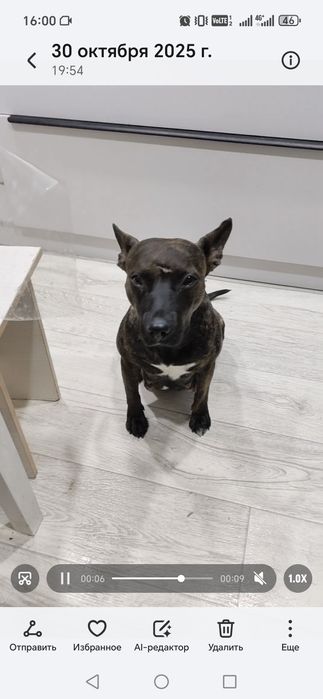 Отдаём щенков стафорда в добрые руки.