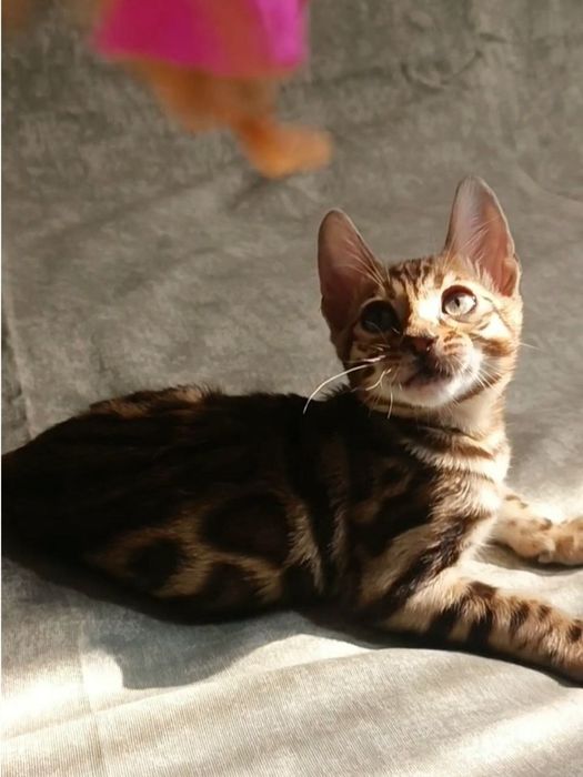 Бенгальские котята в окрасе классический браун. Премиальная линия