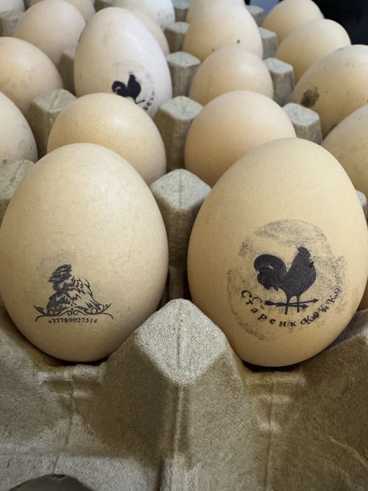 Яйцо инкубационное