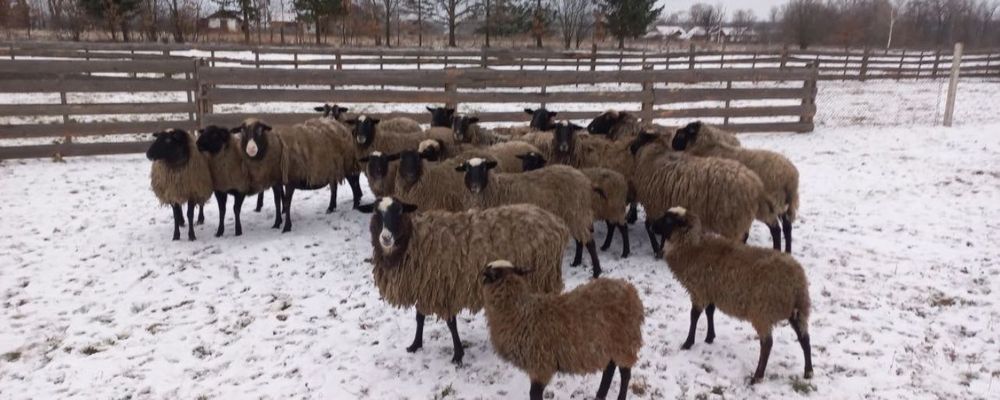 Продам Баранов овцы Романовской породи