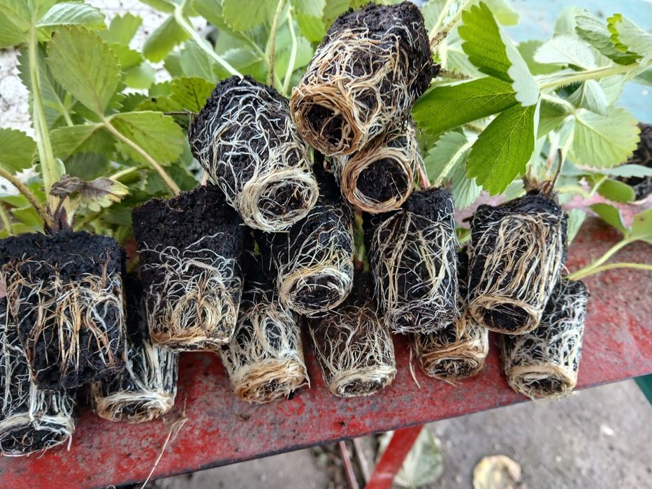 пикиран целогодишен разсад