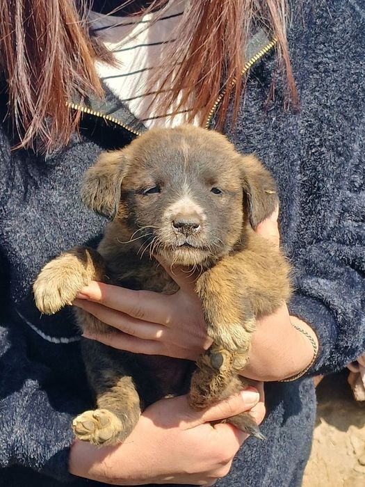 Кучуглар бепулга берилади фаргонада мухайода бокедигон одамга