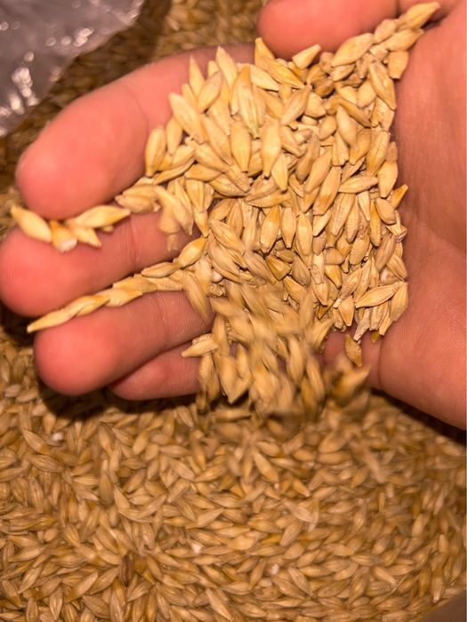 Семена ячменя.Арпа тұқымы