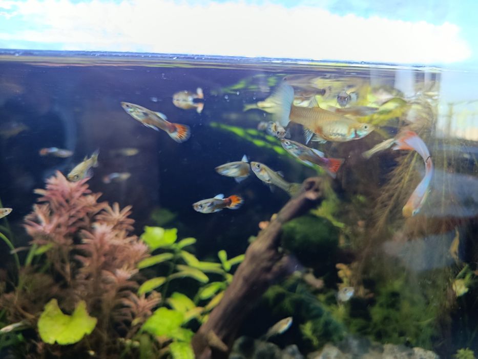 Гупа синя воална-домашно производство.