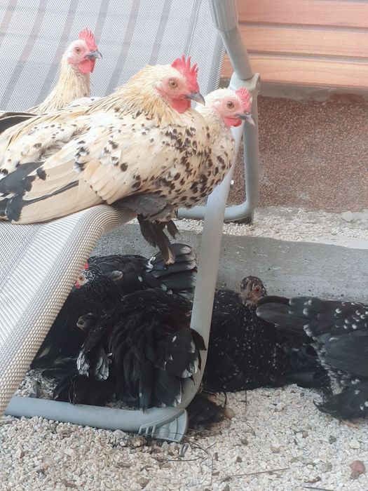 De vânzare pitici Mii de Flori