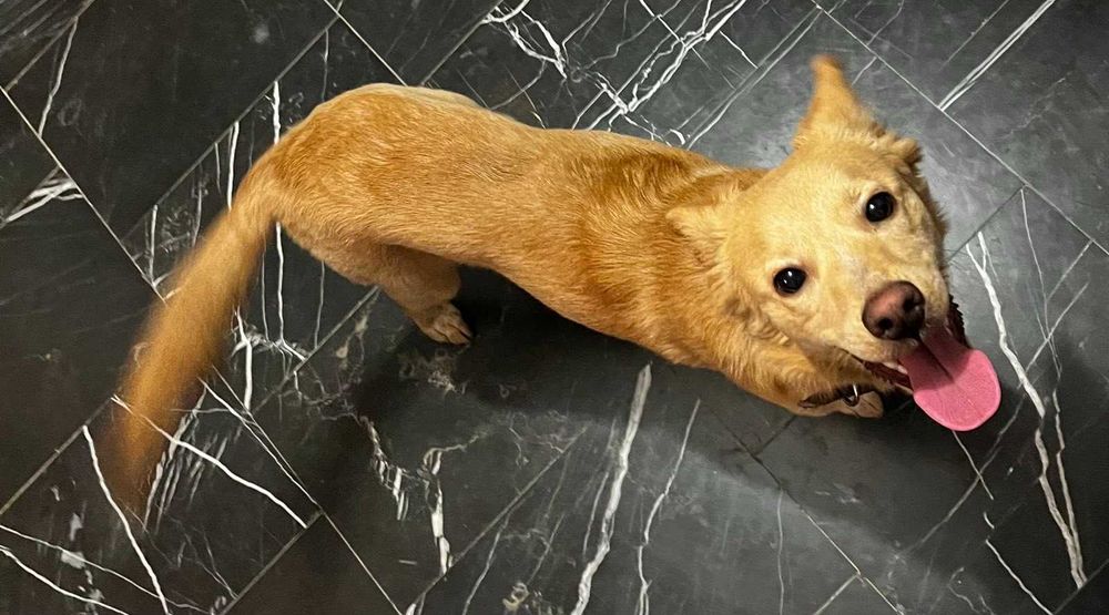 Търси се дом на Беба