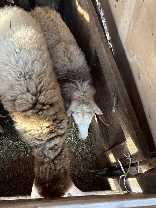 Токтышку ……………..