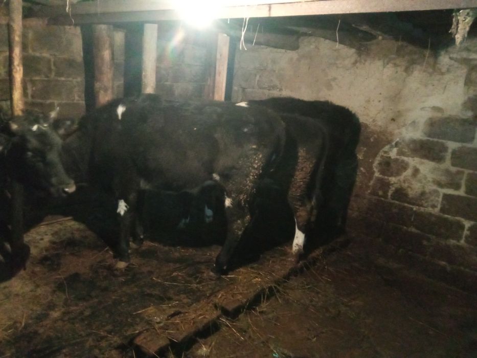 Продам 5 телочек