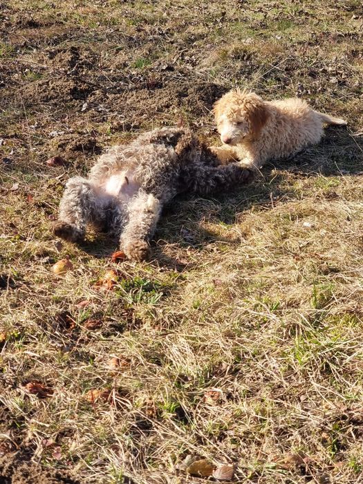 Lagotto își caută stăpân