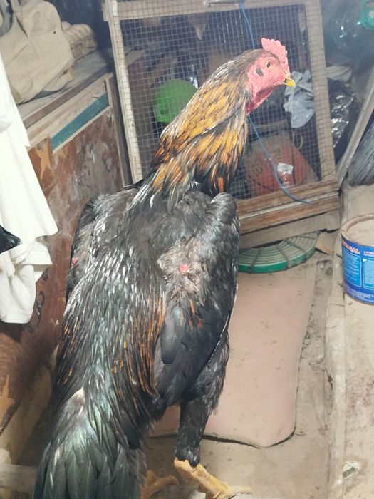 Хуроз тоза карейс зотидан