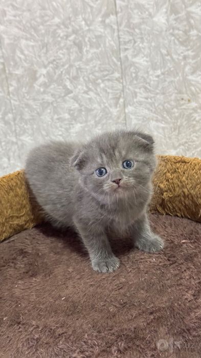 Продаётся котёнок