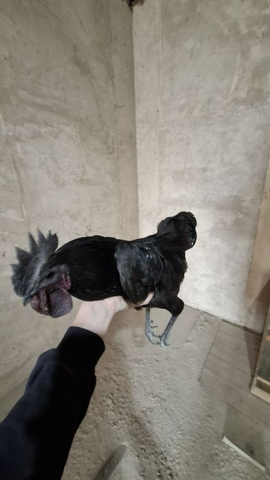 Ухайлу жўжа хўроз