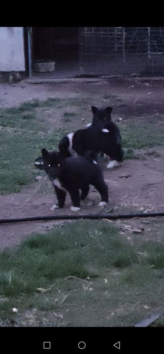 Продам щенков лайки