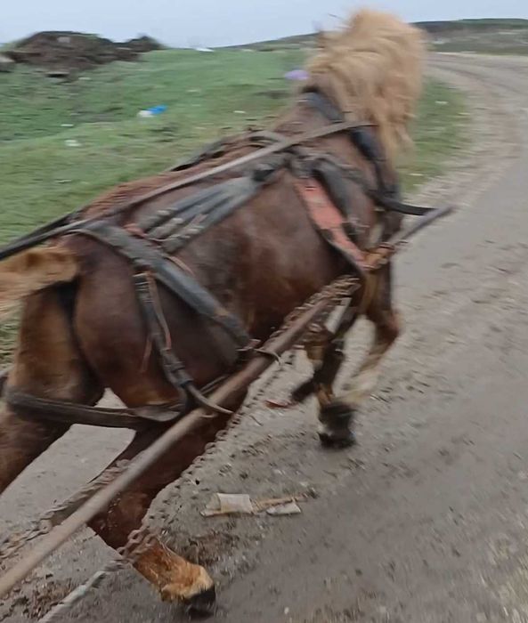 Vand sau schimb cu iapa