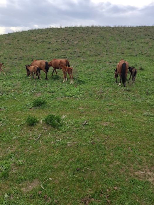 Құлынды бие сатылады