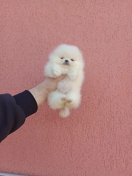 Прекрасни мини Померани !