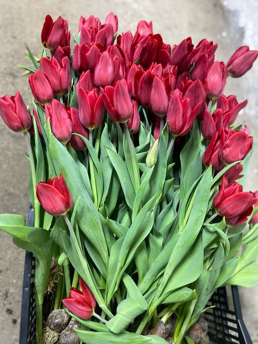 Тюльпаны урожай 2026