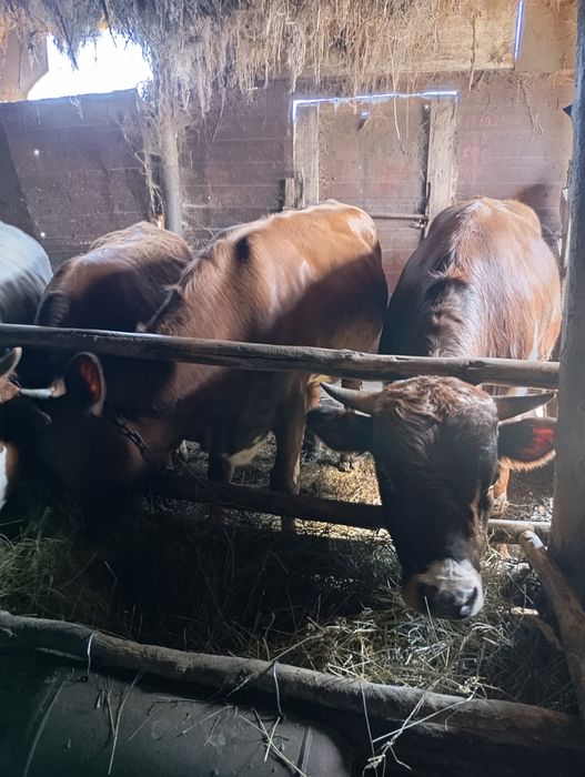 Продам молодняк 8 голов