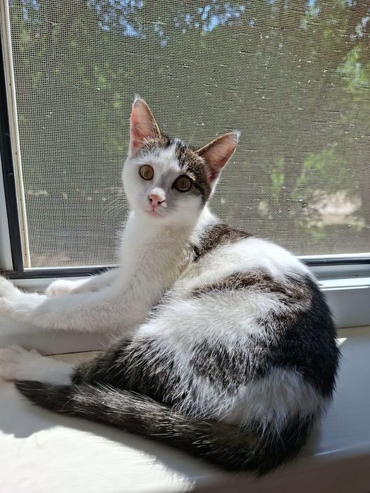 Котята девочки 4 месяца