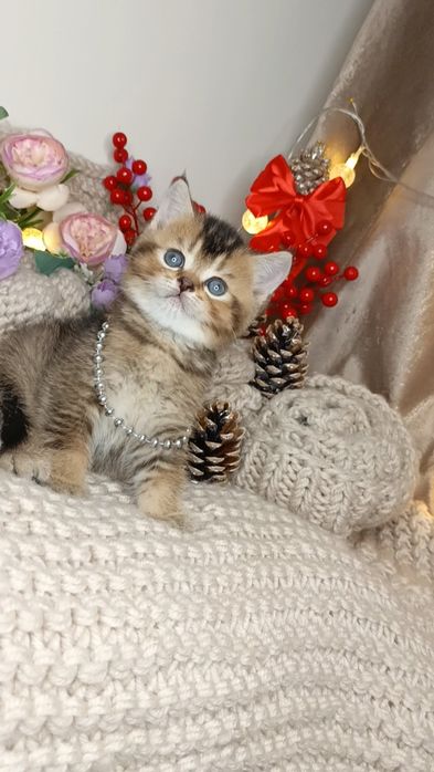 Вислоухие котята. Скотиш фолд