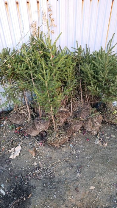 Продам елки по 2500