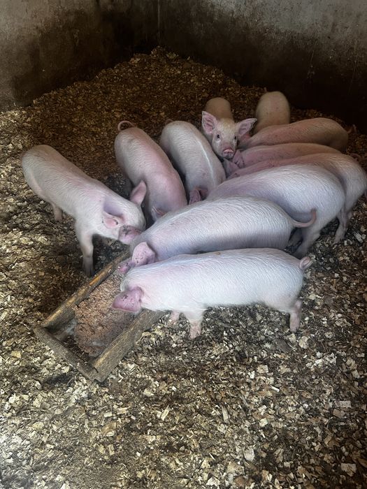 Продам курей поросят