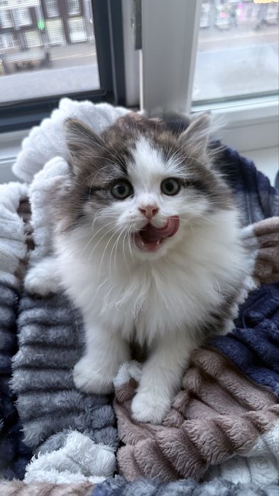 Котенки мальенкие