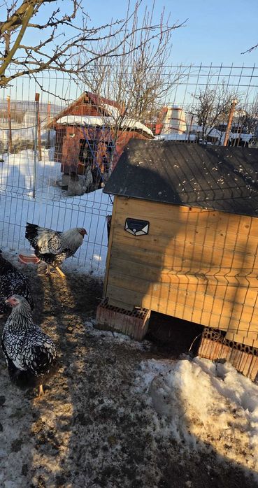 Vând cocoși de diferite rase