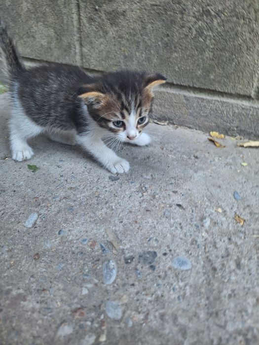 Шотландские кошки