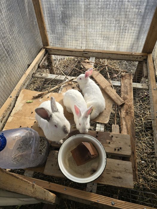 Quyonlar sotiladi. Куенлар бор хар хил. Кролики здоровые. Кролчата