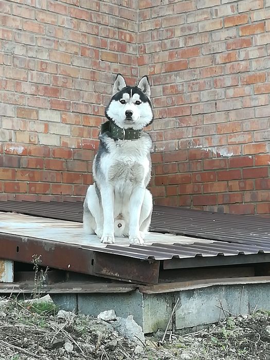 Продаются щенки породы хаски