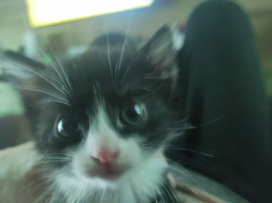 Отдам котят в хорошие руки