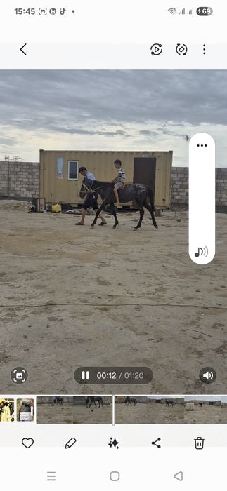 Жабагы ургашы сатылымда