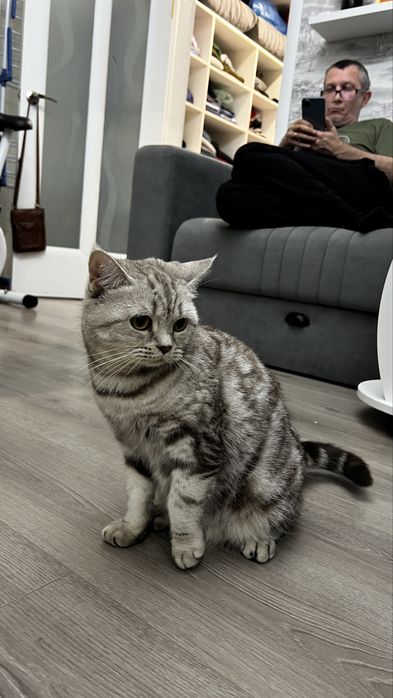 Продам котенка вислоухого